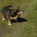 #pies #piesek #psy #zwierzęta #piłka #dog
