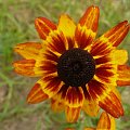 symetria rudbekii