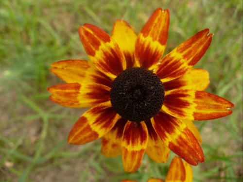 symetria rudbekii