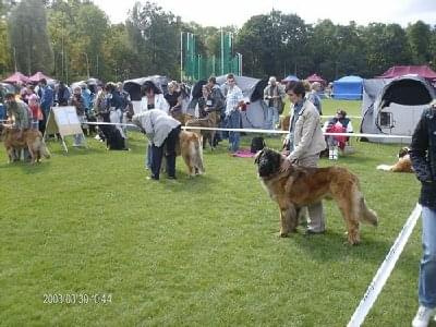 #leonberger #AptekaNatury