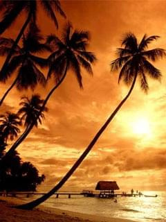 #zachód #słońce #palmy #plaża