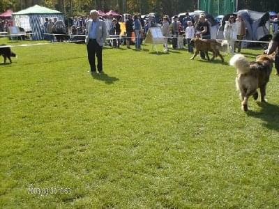 #leonberger #AptekaNatury