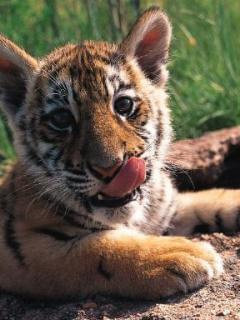 No kto sięgnie jęzorkiem do nosa.? #tygrys #kot #zwierzak