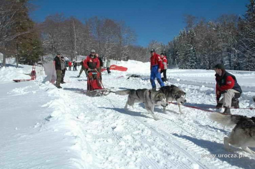 Wyścigi psich zaprzęgów w Wierchomli na trasie Bacówka nad Wierchomlą - Szczawnik - Muszyna #wierchomla #góry #zima #husky #wyścigi #psich #zaprzęgów #zaprzęg #muszyna #szczawnik