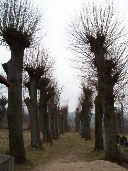 Spacer aleją wśród nagich drzew.... #spacer #zima #drzewa #aleja #przyroda