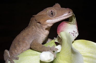 #RhacodactylusCiliatus #CrestedGecko #GekonOrzęsiony