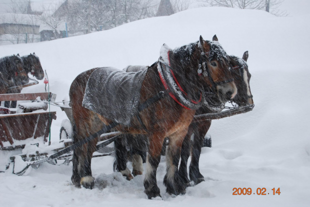 Kulig :) tzn :D konie :D #koń #zima