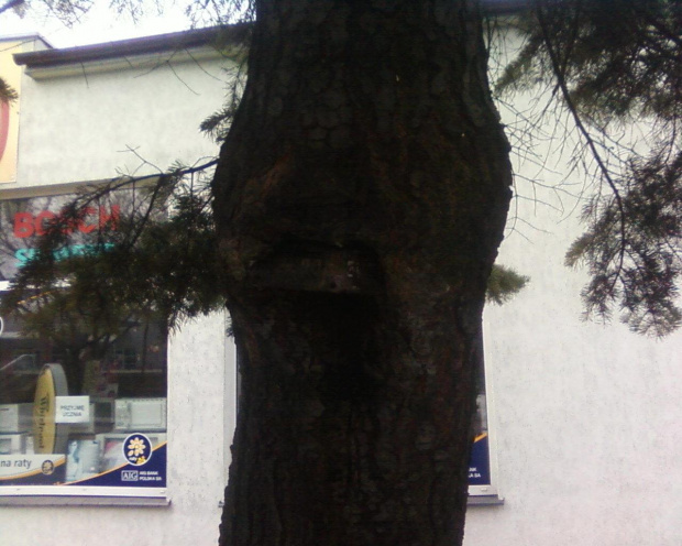 Tabliczka ul. Roosevelta wrośnięta w drzewo (znajduje się na ul. Wyszyńskiego w Gnieźnie).