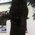 Tabliczka ul. Roosevelta wrośnięta w drzewo (znajduje się na ul. Wyszyńskiego w Gnieźnie).