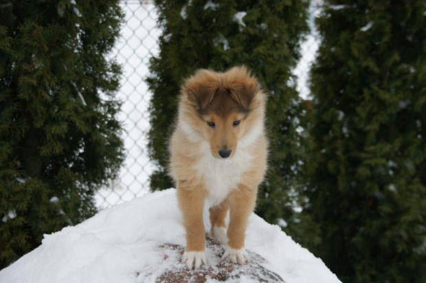 NESH SUNNY BOY Ze Skalni Vyhlidky
sheltie, www.ambersun-sheltie.pl #NESHSUNNYBOYZeSkalniVyhlidky