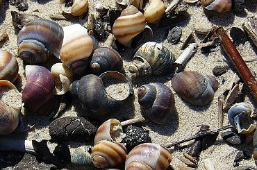 Wspominkowo, z tęsknoty za miejscem ukochanym i cieplejszym czasem... #NadMorzem #muszelki