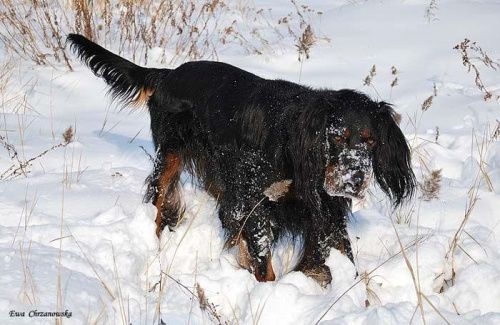 2009.02.17 Igor na śniegu, portret Wiewiórka