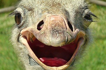 uśmiechnij się :))
Jutro będzie lepiej :)) #ptaki #uśmiech #struś #portret