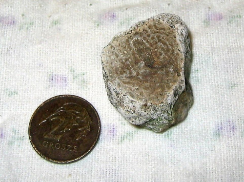 Gąbka Turonia sp. Długość okazu - 2,7 cm . Wiek : górna kreda ( kampan – mastrycht ) . Data znalezienia : 2003 .