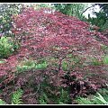 acer palmatum - Ogród Japoński we Wrocławiu