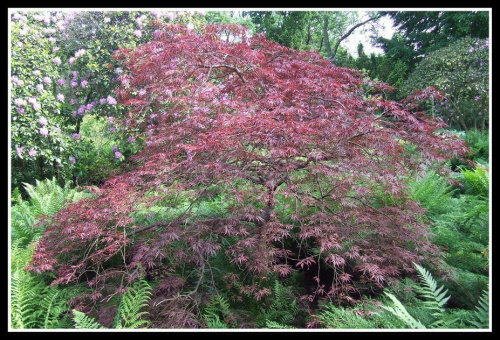 acer palmatum - Ogród Japoński we Wrocławiu