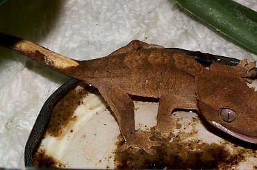 #RhacodactylusCiliatus #CrestedGecko #GekonOrzęsiony