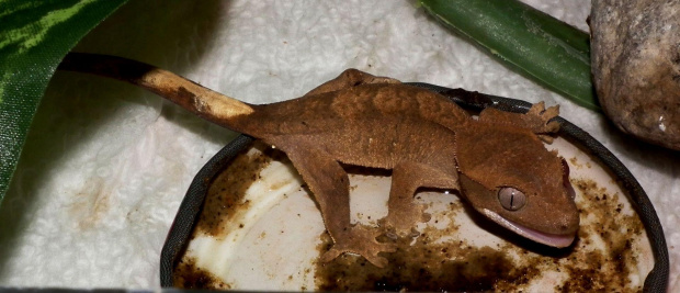 #RhacodactylusCiliatus #CrestedGecko #GekonOrzęsiony