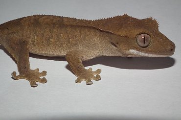 #RhacodactylusCiliatus #CrestedGecko #GekonOrzęsiony