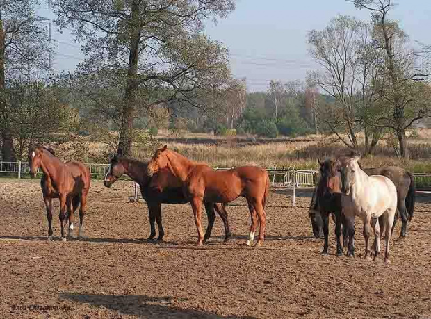 2008.10.26 Konie w Stodołach