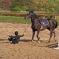 2008.10.26 Konie w Stodołach