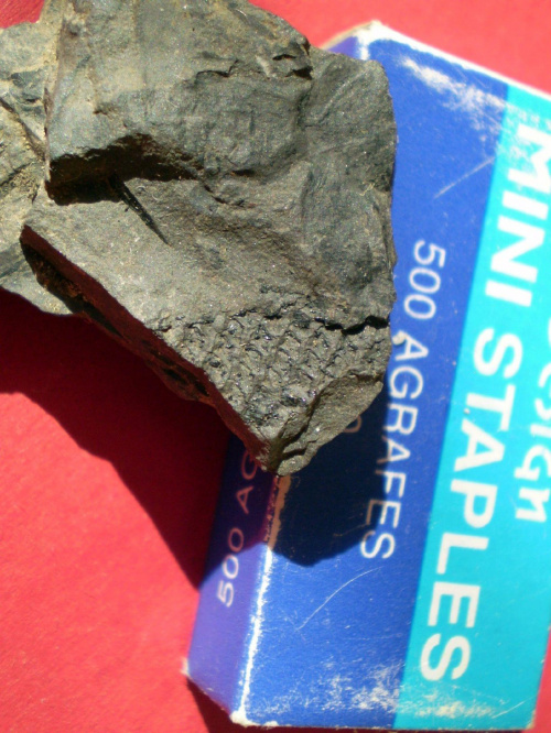 Fragment widłaka Lepidodendron sp. Długość okazu - 1,5 cm . Wiek : górny dewon – dolny perm . Data znalezienia : 2003 .