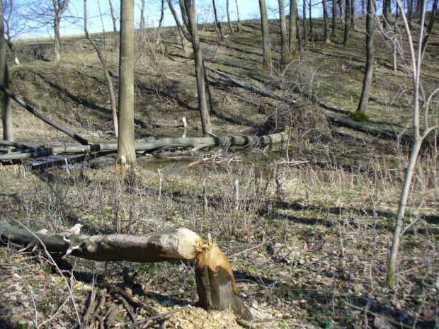 Besko 2011 - stanowisko bobrów.
Nie podaję dokładnej lokalizacji ze względu na ekoterrorystów, którzy mogliby się poprzywiązywać do drzew i zaniepokoić zwierzęta. #Besko #BeskidNiski #bobry #bóbr #tama