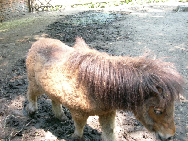 CHORZOWSKIE ZOO WYPRAWA NR 2 :]