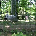 CHORZOWSKIE ZOO
WYPRAWA NR 2 :]