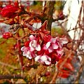 WIOSNA...:)