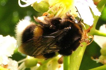 trzmiel na kasztanie #trzmiel