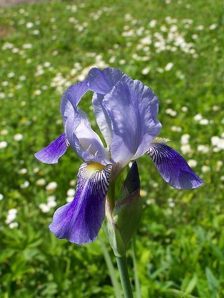 Iris