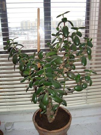 Crassula ovata