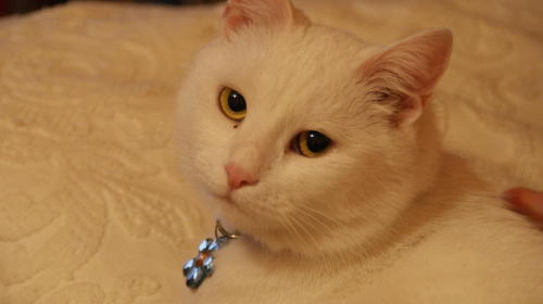 Piękna kicia, która zaginęła, ale się szczęśliwie odnalazła #Alba #kot #kotek #biała #pupil