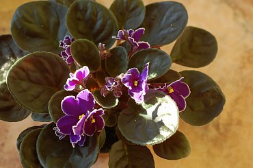 wiosna 2011 #FiołekAfrykański