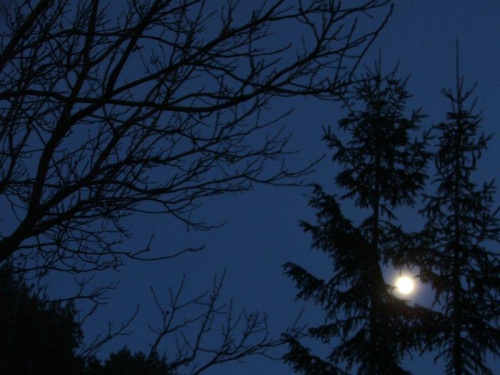 z ogrodu #noc #księżyc #las #krajobraz #wieś