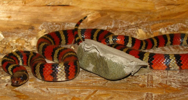 Lampropeltis ruthveni