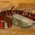 Lampropeltis ruthveni