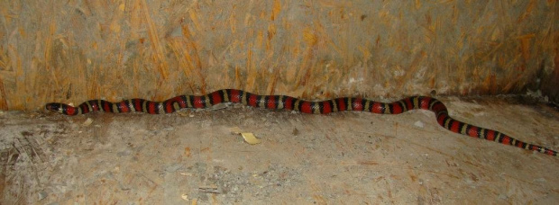 Lampropeltis ruthveni2