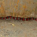 Lampropeltis ruthveni2