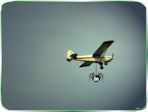 pajączkowy samolocik snuje cienką nić #inaczej #przeróbki #pająk #zabawne #samolot