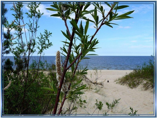 Sobieszewo-z wydm w stronę morza #widoki