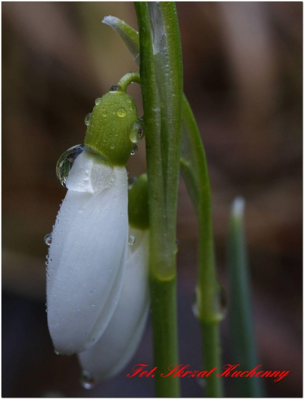 #przebiśniegi #krople #makro