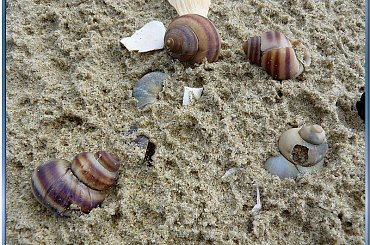 na plaży,
muszelki z bliska #muszelki #NadMorzem #piasek #ZBliska