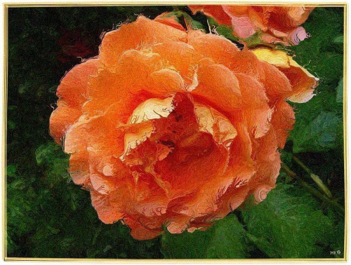 Moja róża Westerland,jedna z piękniejszych,namalowana #róże #namalowane #przeróbki #inaczej