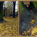 trochę jesieni...to tylko jedno z drzew! #jesień #park #Gdańsk #liście #drzewa