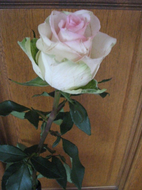 Walentynkowa róża od... ;))