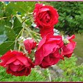 Moje róże,malowane różnie #róże #namalowane #przeróbki #inaczej