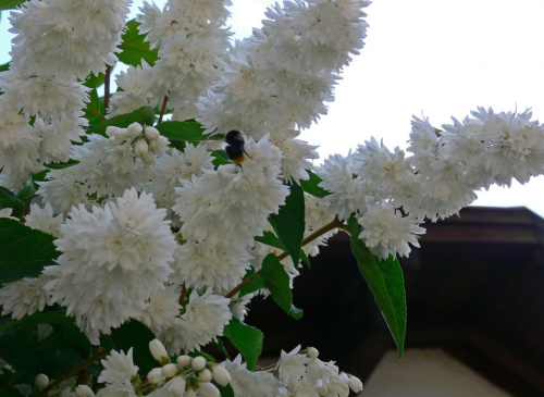A tu znowu jest pszczolka ! #kwiaty