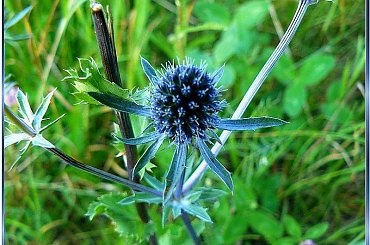 mikołajek spotkany po drodze do morza,pomylilo mu się i zawędrował daleko od wydm #PoDrodze #roślinki #mikołajek #NadMorzem